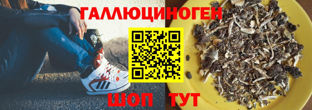 Псилоцибиновые грибы Cubensis  Вход с VPN  Избербаш 
